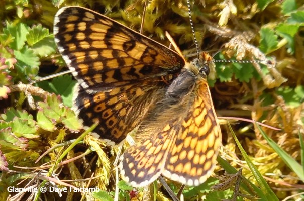 Glanville Fritillary Butterfly © Dave Fairlamb
